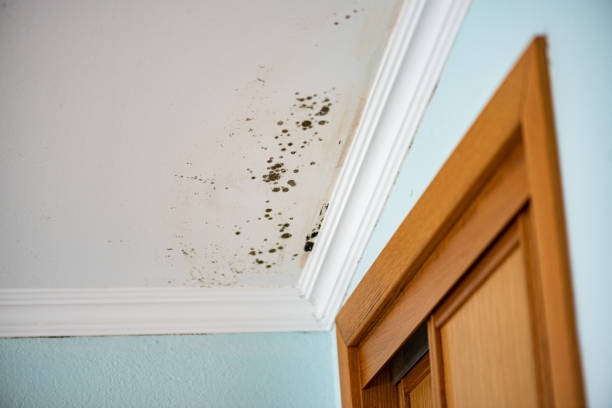 Why You Should Choose Our Mold Remediation Services in Colleyville, TX